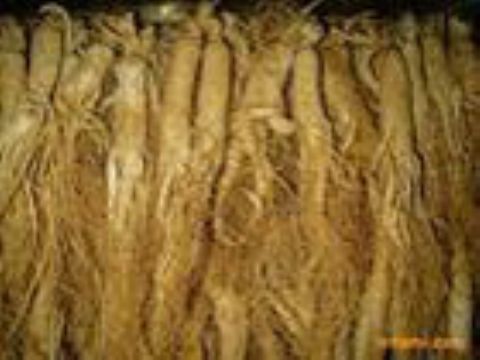 Ginseng Extract   